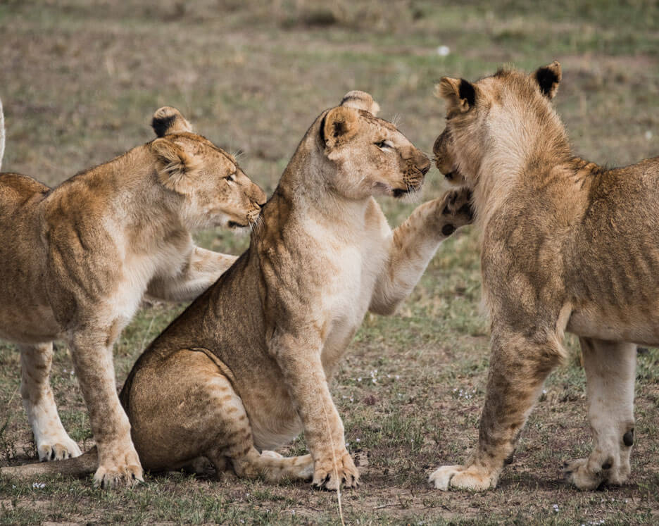 lions réseaux sociaux