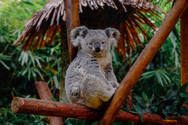 koala solution passerelle