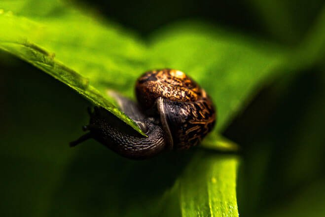 escargot parcours utilisateur