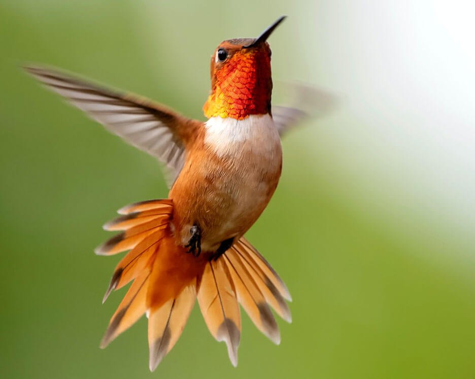 développement-business-colibri